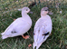 3 pairs of call ducks available 4 months old