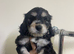Stunning F1 Generation Cockapoo puppies READY NOW