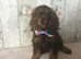 Mini doodle ( cockapoo in size )
