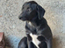 BELLA – The Little Girl Learning That People Can Be Kind