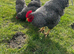 6x hatching eggs - Quality Barred Plymouth Rock