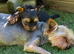 Yorkshire Terrier puppy only 1 boy available