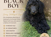 Standard poodle puppies kc registered