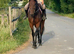 Stunning Bombproof Gelding.
