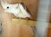 Two proven pairs of cockatiels
