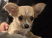 Pure chihuahua puppy