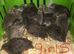 SEXED CHINESE PAINTED BUTTON QUAILS !