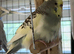 Grey and Yellow Pied Female Budgie