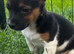 Jack Russel puppies