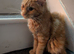 Mainecoon female