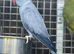 Ring neck parrot
