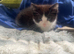 Tabbies and black and white kittens