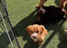 Cockapoo puppies