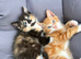 Kittens for sale