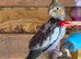Baby cockatiel
