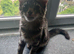 Male kitten