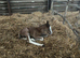 Outstanding colt foal