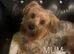 Yorkshire Terrier puppies