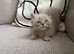 1 beautiful male ragdoll left*reduced price*
