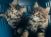 Stunning litter of Main coon kittens ready now