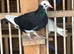 Black 2026 pied racing pigeon RPRA ring
