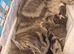 5 litter kittens for sale ready to go now