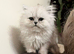 Chinchilla Persians