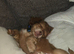 13 week old chiweenie