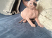 Canadian Sphynx kittens
