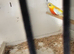 Turquoisine grass parakeets