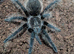 Tarantulas for sale