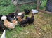 Pekin bantams