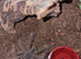 Theraphosa blondi Theraphosa blondi Goliath Birdeater tarantula Unsexed with set up
