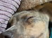 Lurcher x Staffy boy