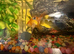 2 Fantails with Aquatic snails , tank , filter, air pump, light, food, frozen food and a lot more