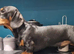 For stud! KC registered miniature dachshund