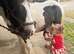 SIMPSON – 20 MONTH OLD COB GELDING