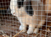 Mini lop male