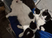 beautifull kiten for sale