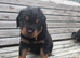 Long haired rottweiler boy