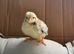 Lavender Pekin Bantam , Serama & Silkie Chicks
