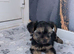 Yorkshire terrier puppies