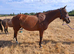15.1 tb mare 10 year old
