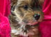 Lhasapoo puppies