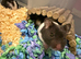 Beautiful baby Syrian hamsters