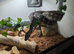 Carpet Python Jungle x Coastal