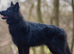 Solid black GSD stud dog