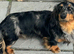 Kc reg silver dapple long haired male