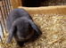 Mini lop / plush lop