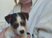 Lovely Jack Russell chunky boy